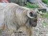 Fainting Goat